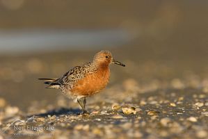Lesser knot