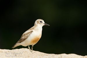New Zealand dotterel