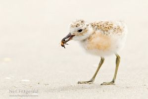New Zealand dotterel