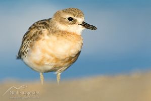 New Zealand dotterel