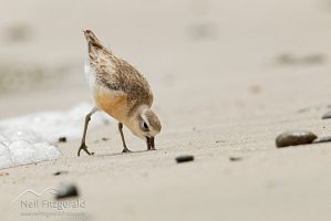 Northern New Zealand dotterel