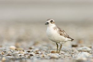 New Zealand dotterel