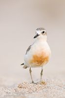 New Zealand dotterel