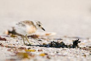 New Zealand dotterel chick