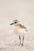 New Zealand dotterel chick