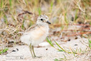 New Zealand dotterel chick
