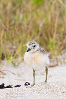 New Zealand dotterel chick