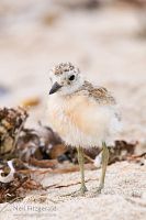 New Zealand dotterel chick