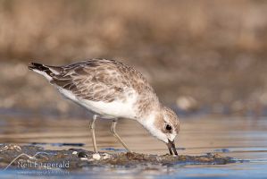 New Zealand dotterel