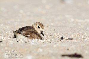 New Zealand dotterel