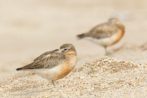 New Zealand dotterel