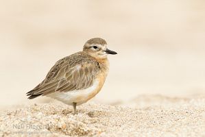 New Zealand dotterel