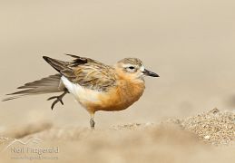 Waders, gulls & terns