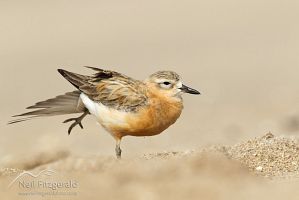 New Zealand dotterel