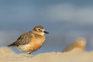 New Zealand dotterel