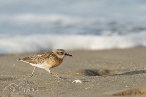 New Zealand dotterel