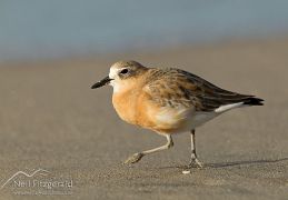 New Zealand dotterel