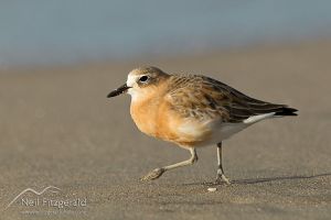 New Zealand dotterel