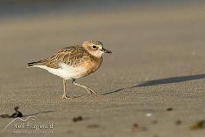 New Zealand dotterel