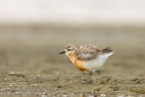 New Zealand dotterel