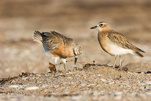 New Zealand dotterel
