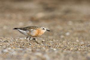 New Zealand dotterel
