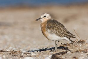 New Zealand dotterel