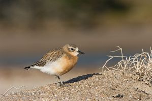 New Zealand dotterel