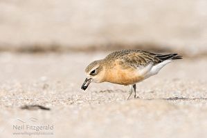 New Zealand dotterel