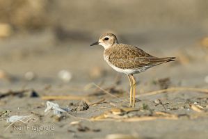 Oriental dotterel