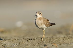 Oriental dotterel