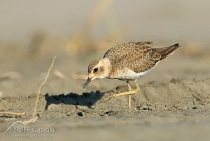 Oriental dotterel