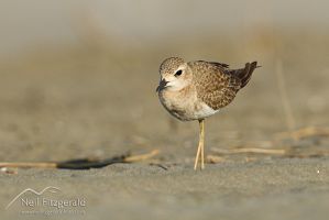 Oriental dotterel