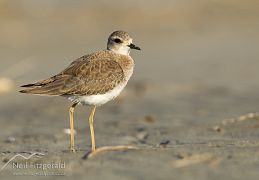 Oriental dotterel