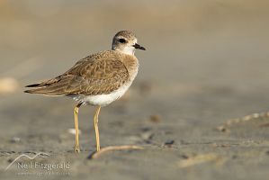 Oriental dotterel