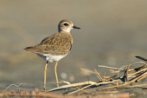 Oriental dotterel