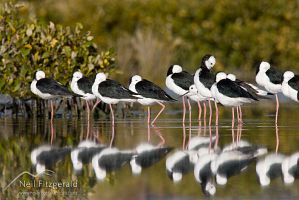 Pied stilts