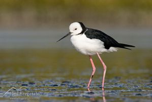 Pied stilt