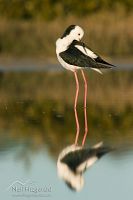 Pied stilt