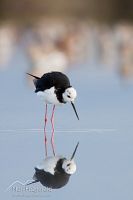 Pied stilt