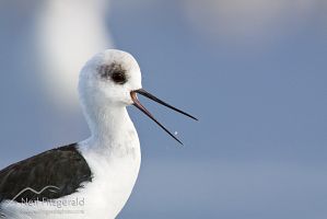 Pied stilt
