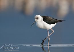Pied stilt