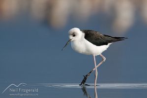 Pied Stilt