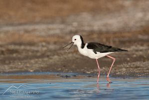 Pied Stilt