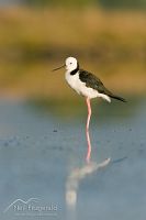 Pied stilt