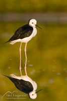 Pied stilt