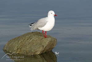 Red-billed gull