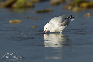 Immature red-billed gull