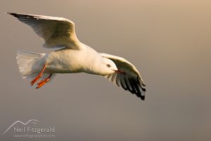 Red-billed gull