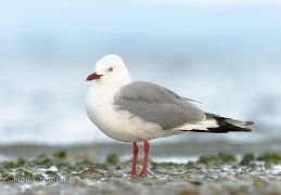 Red-billed gull